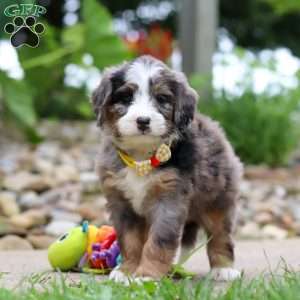 Tang, Mini Bernedoodle Puppy